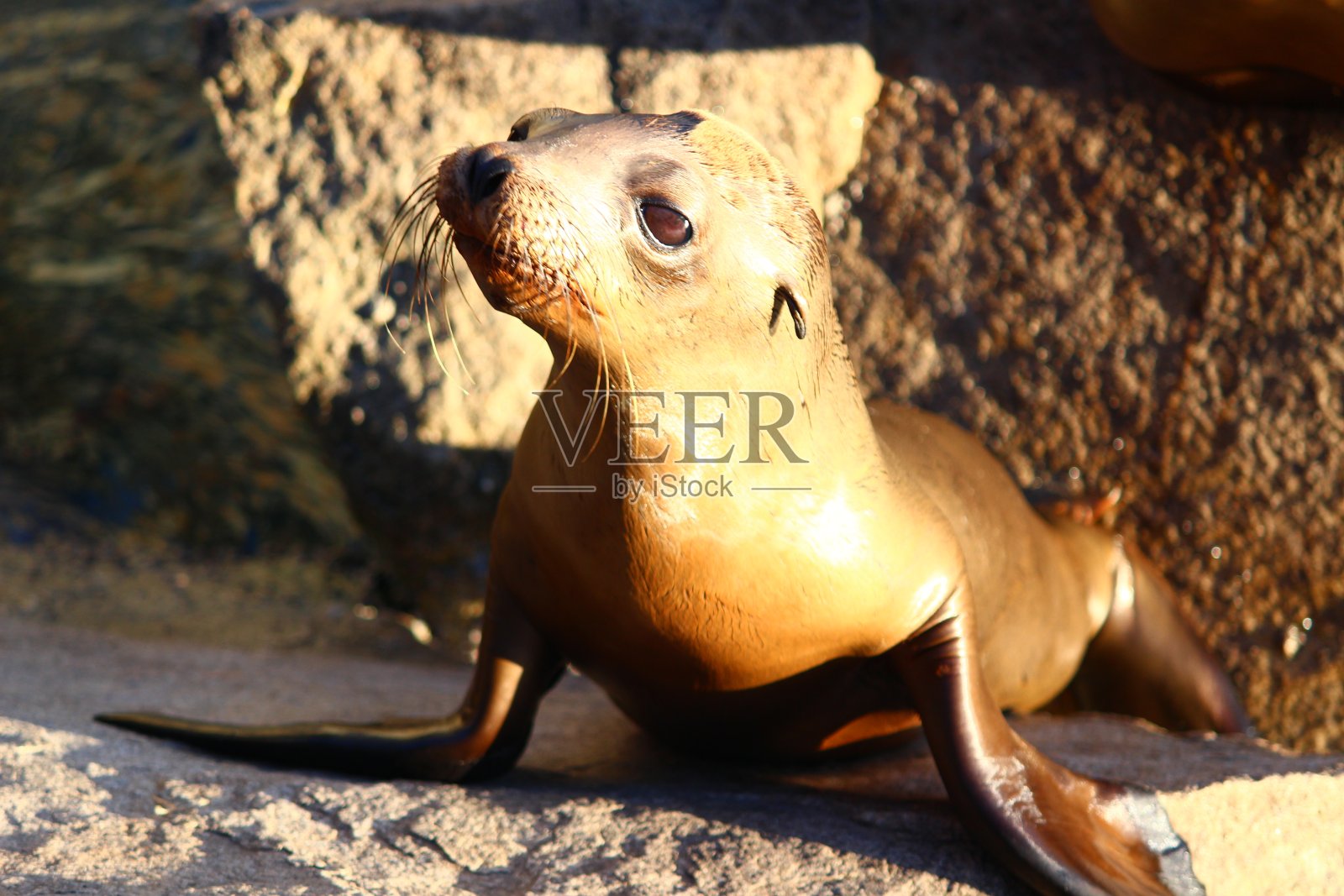 小海狮照片摄影图片