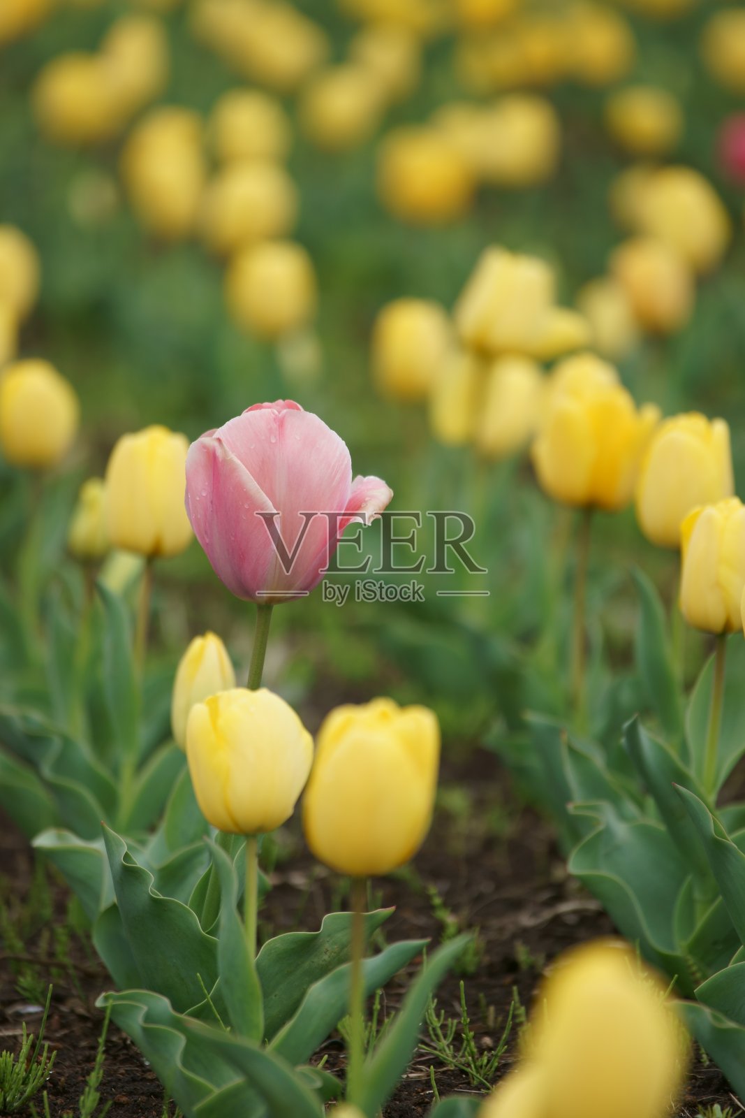 河床郁金香照片摄影图片
