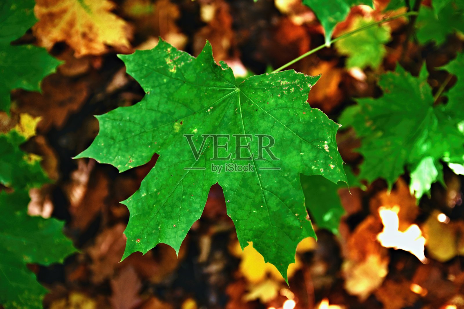 枫叶照片摄影图片