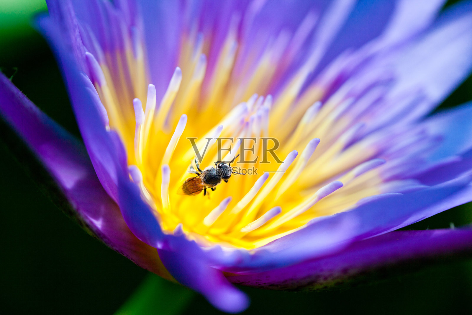 盛开的莲花照片摄影图片