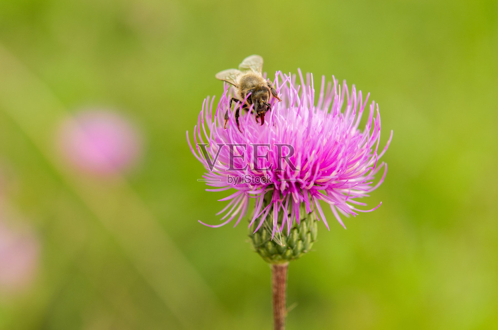 蜜蜂的颜色照片摄影图片