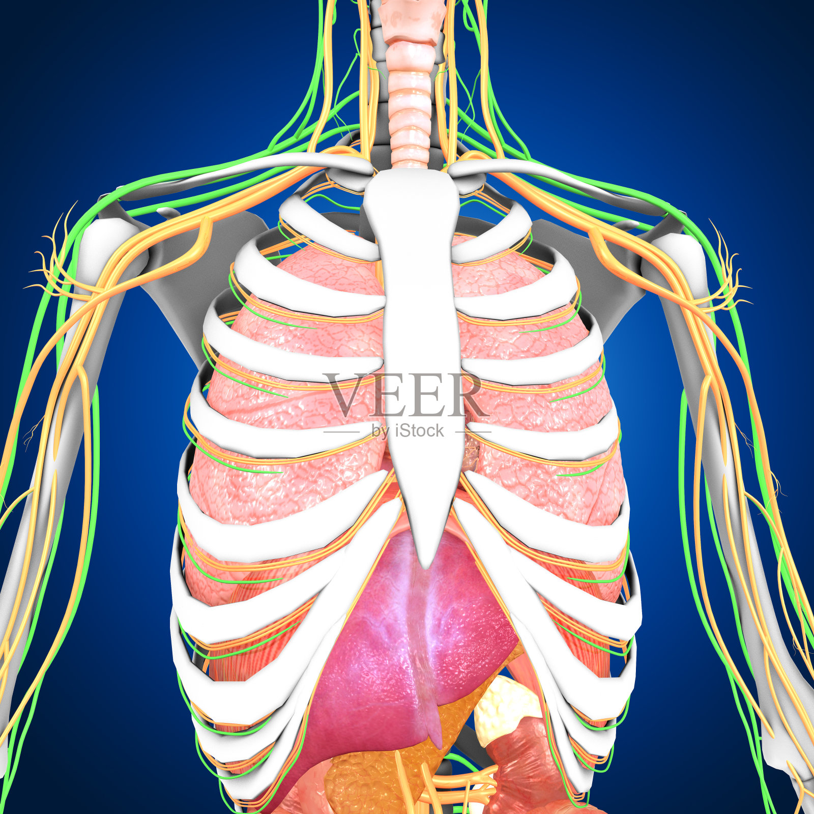人体器官照片摄影图片