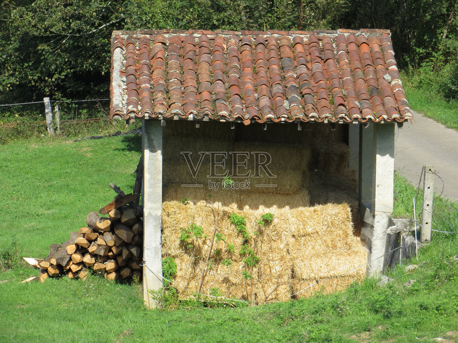 稻草堆放晾干照片摄影图片