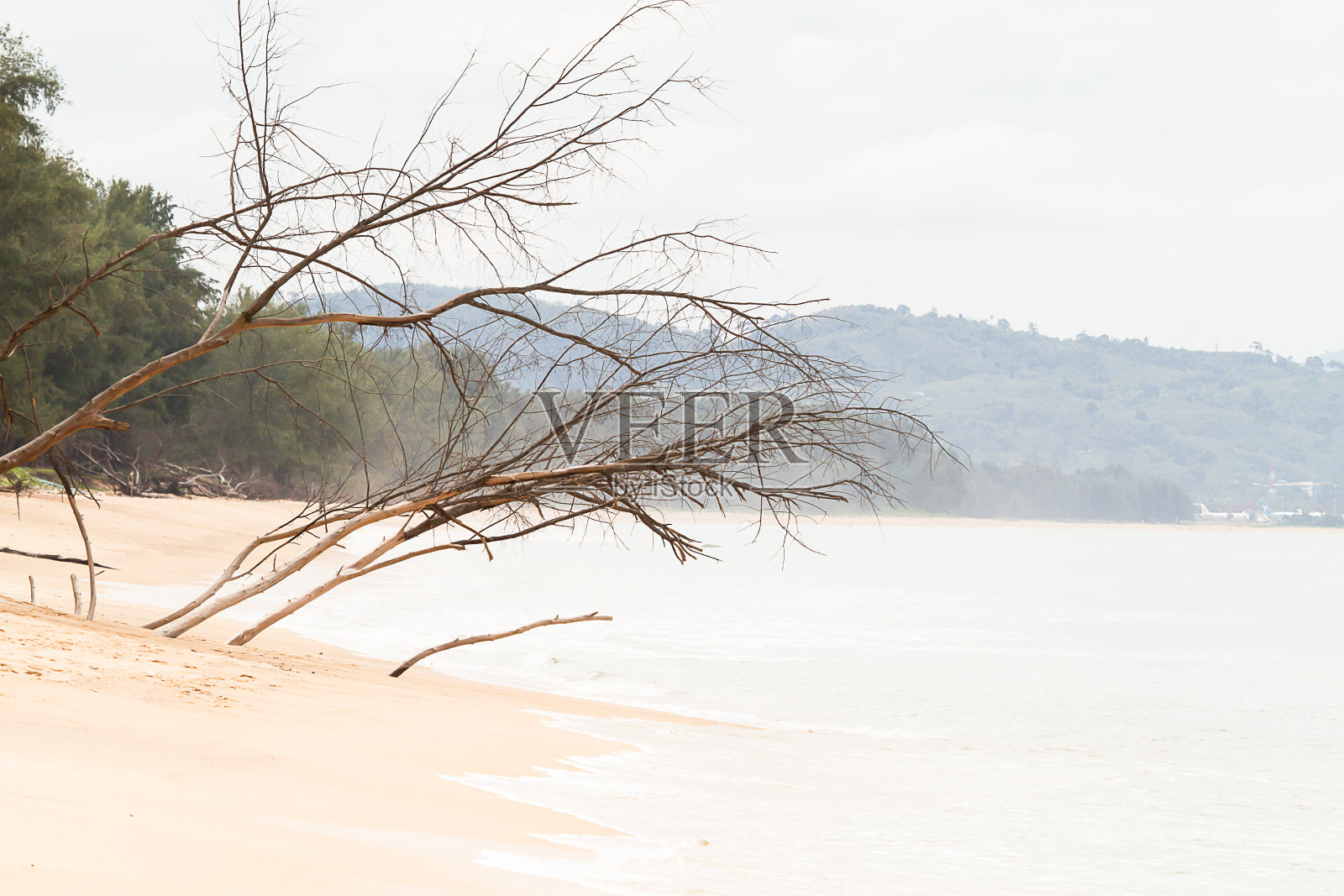 海滩上的枯死树，以山为背景照片摄影图片