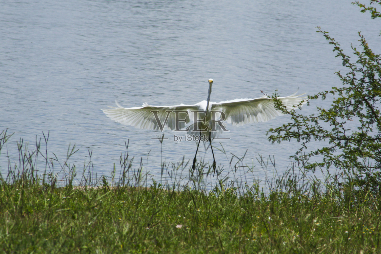 白鹭降落照片摄影图片