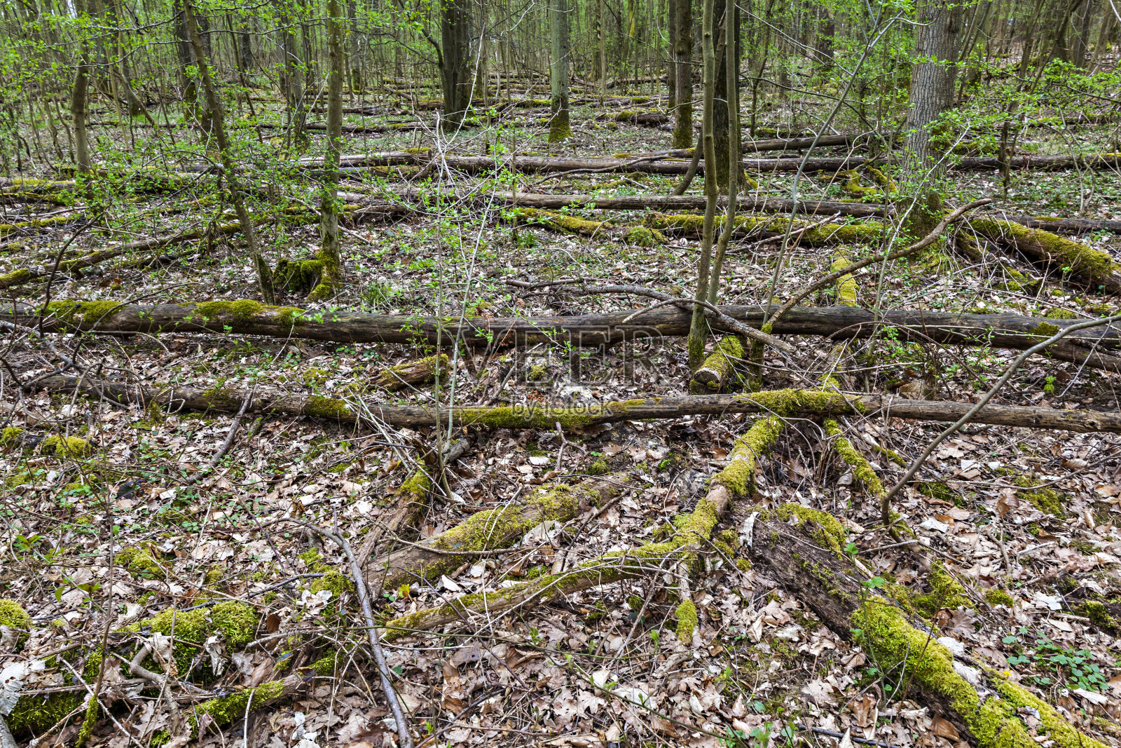 森林里的一个大树桩照片摄影图片