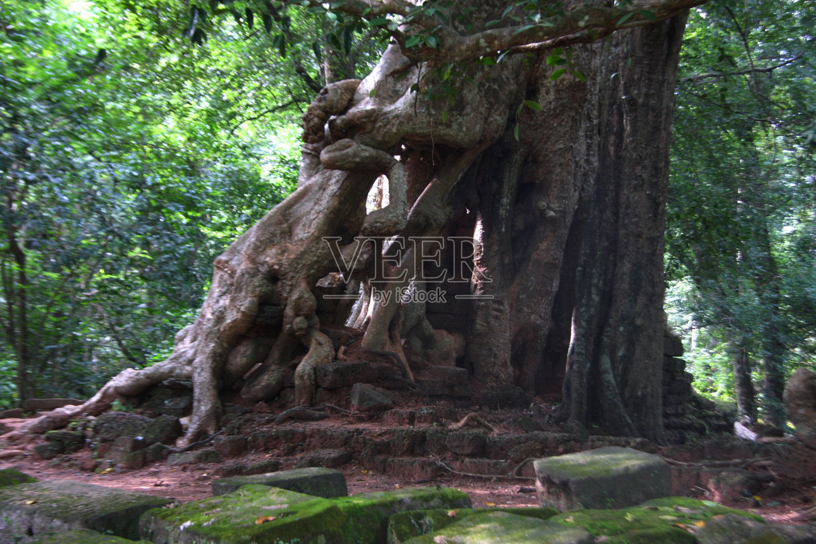 巴普洪照片摄影图片