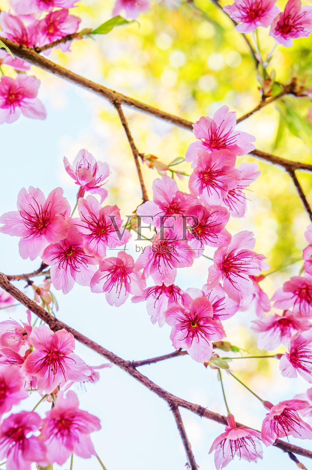 大自然中的粉红色野生喜马拉雅樱桃。照片摄影图片