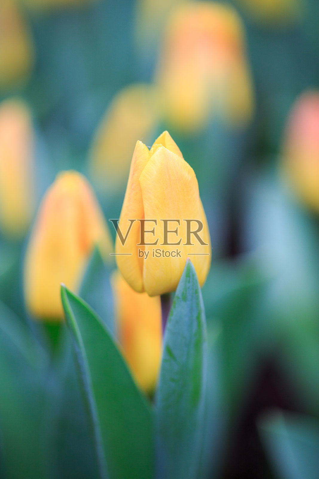 美丽的郁金香花照片摄影图片