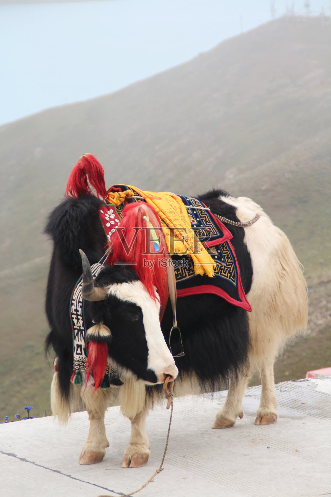 中国西藏羊卓雍错湖的牦牛照片摄影图片