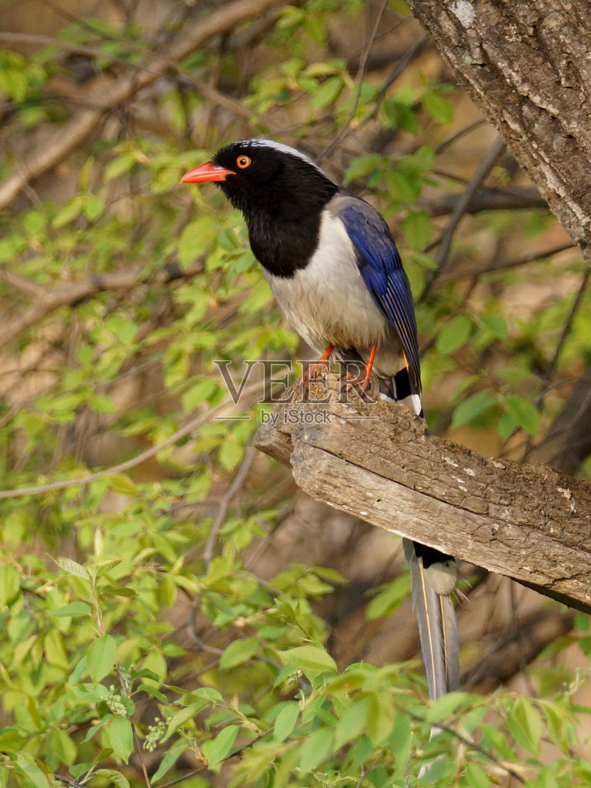 台湾蓝鹊照片摄影图片
