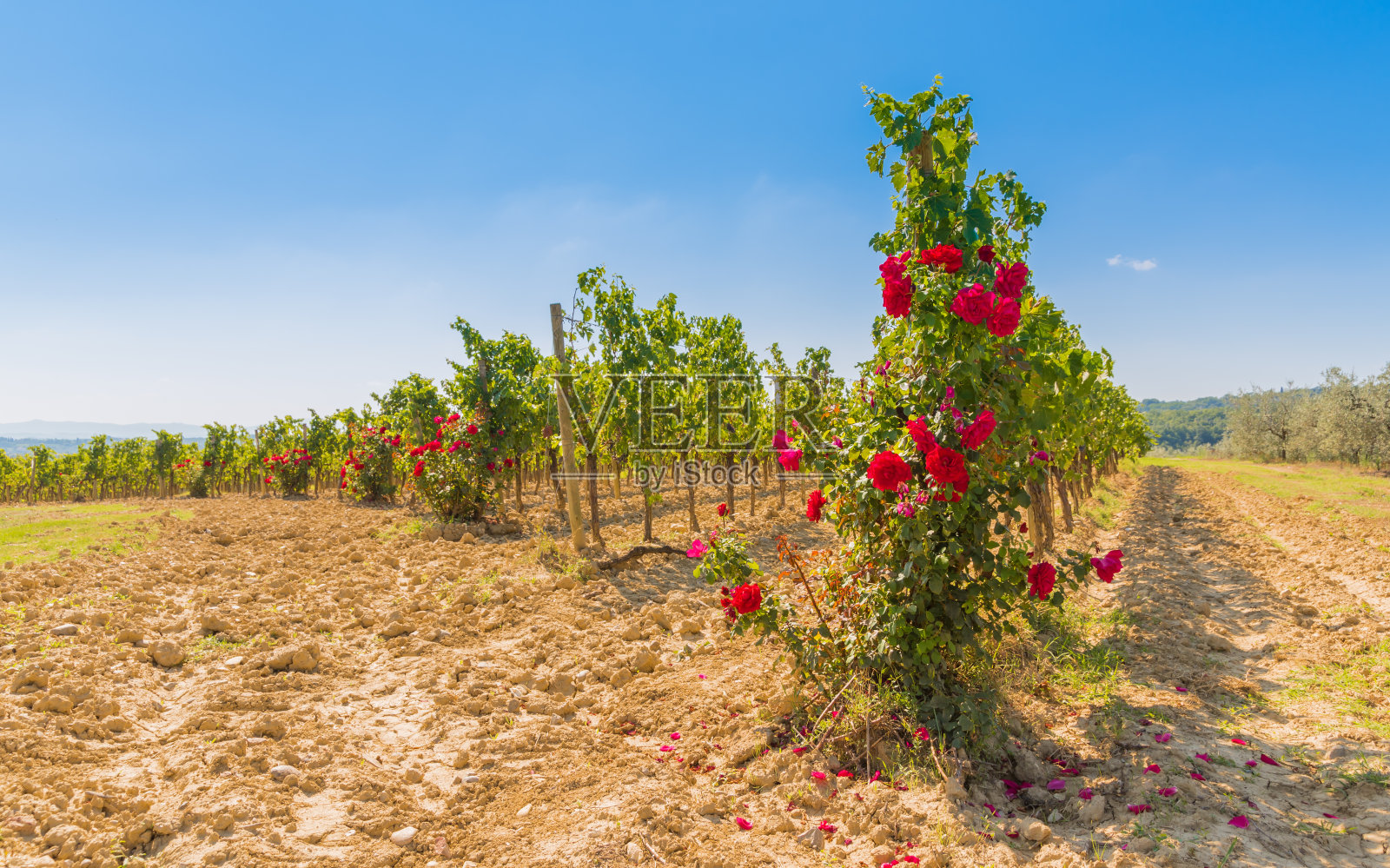 葡萄园照片摄影图片