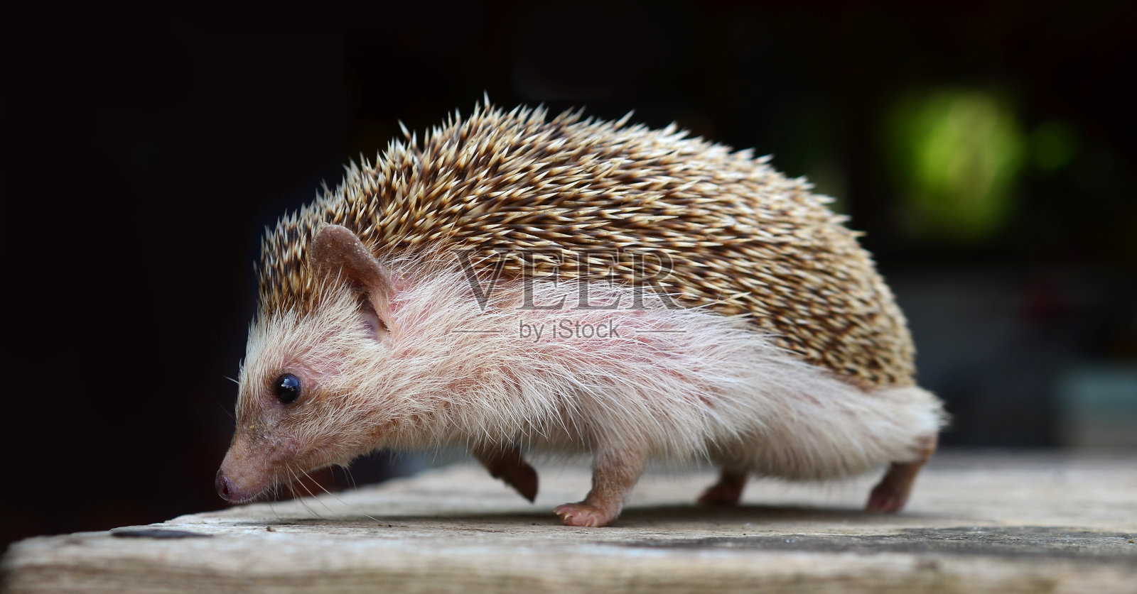 豪猪照片摄影图片