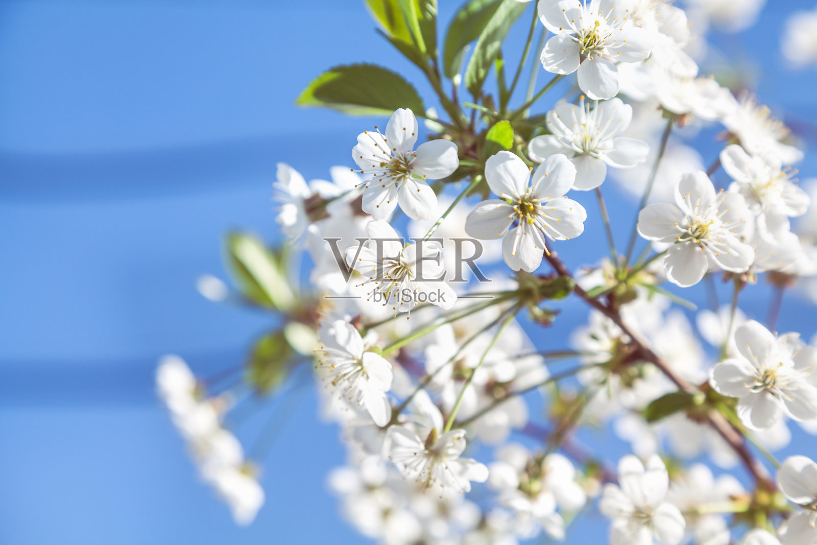 蓝天下的樱花枝照片摄影图片