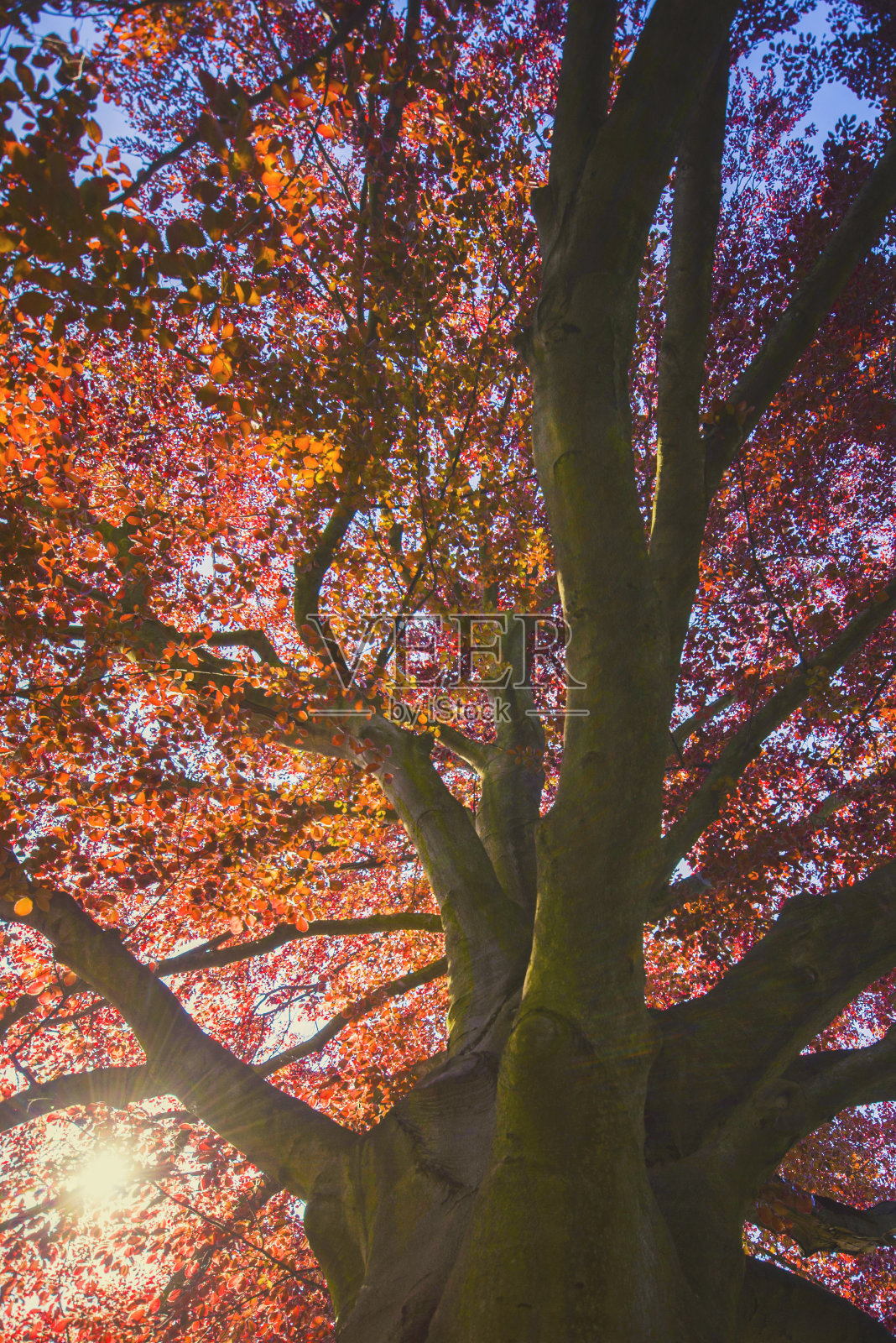 宏伟的景观与秋季红树(槭红)照片摄影图片