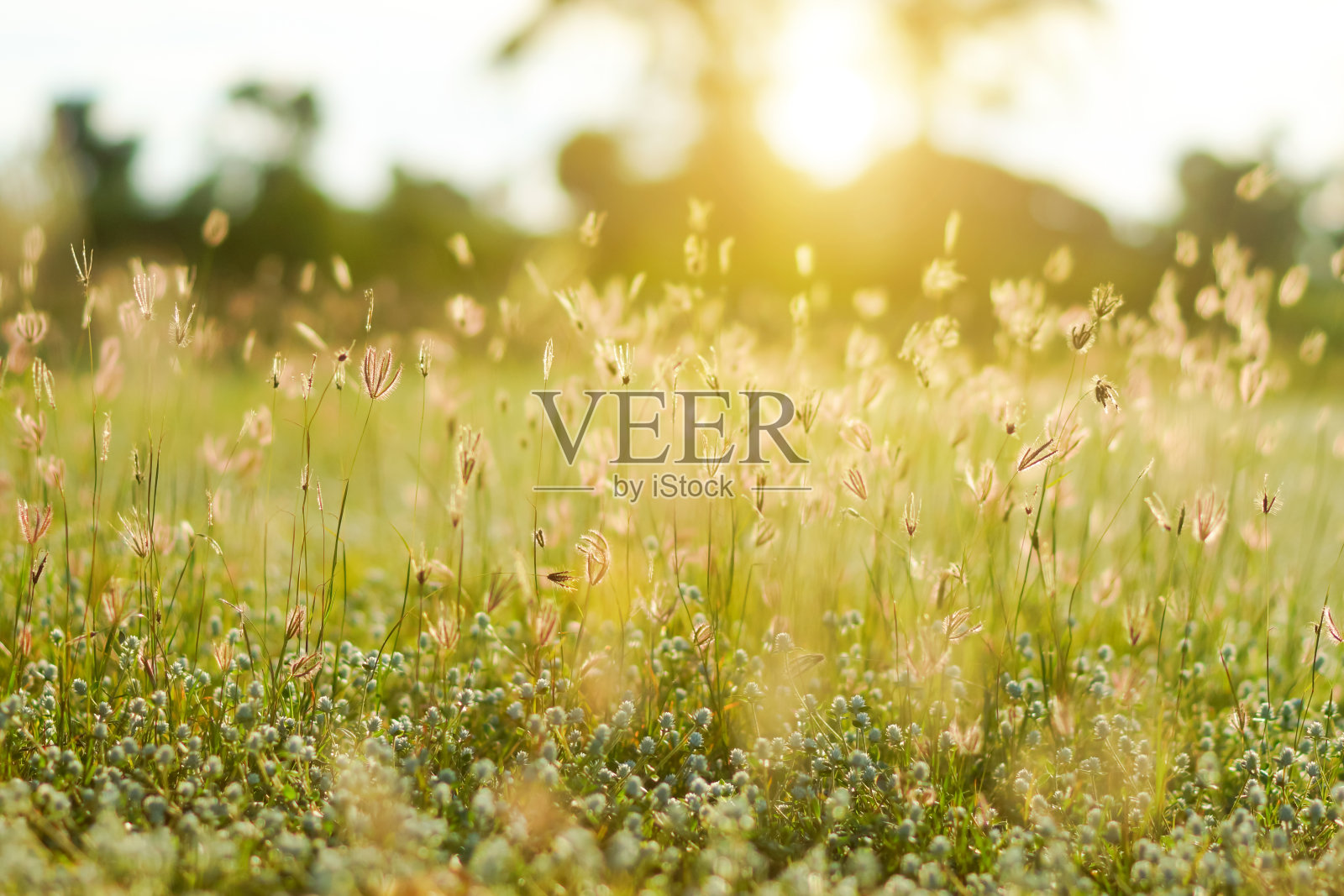 草地和夕阳照片摄影图片