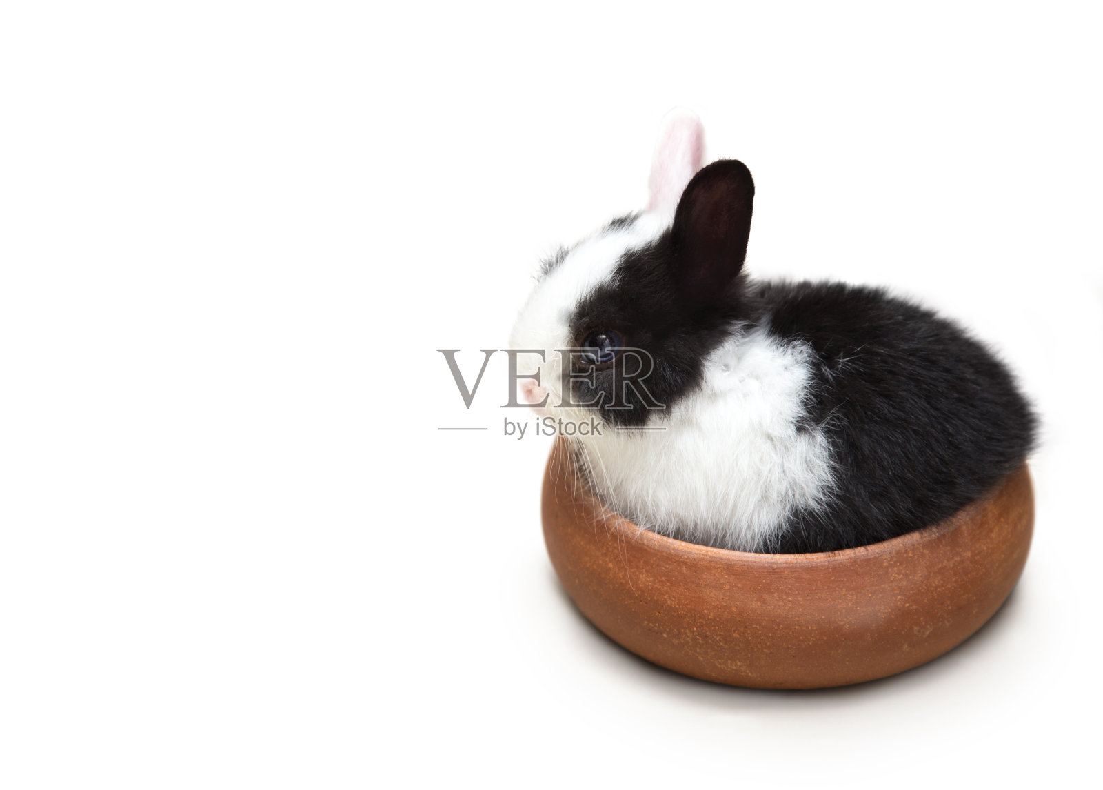兔子坐在陶碗里，孤立在白色的背景上照片摄影图片