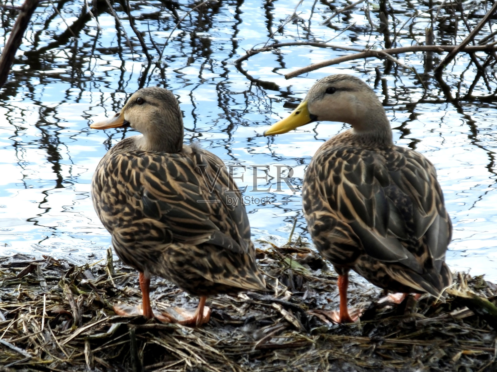 黄鸭照片摄影图片