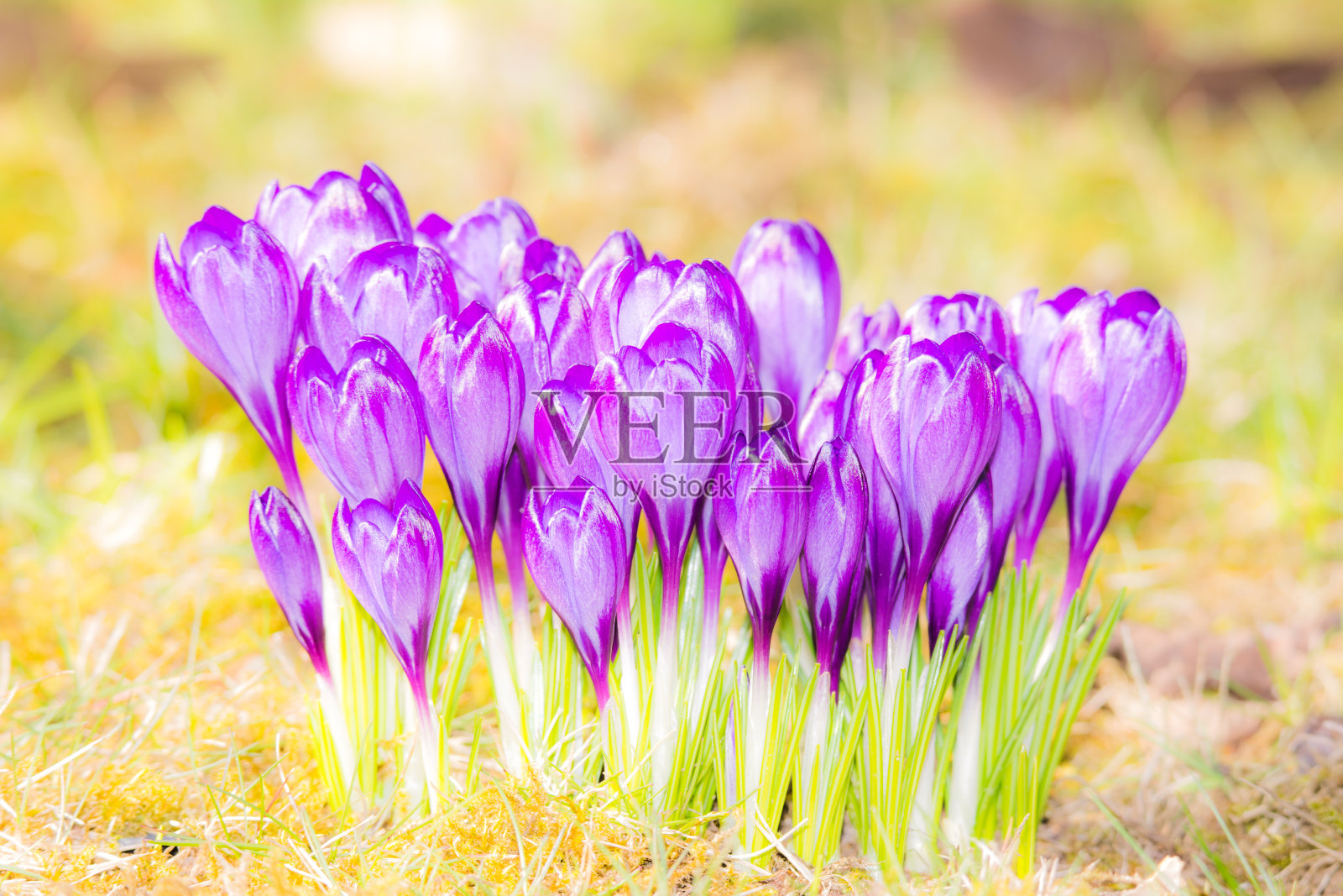薰衣草番红花在草地上照片摄影图片