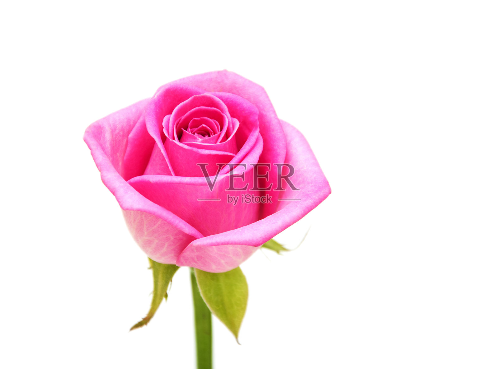 粉色玫瑰开花照片摄影图片