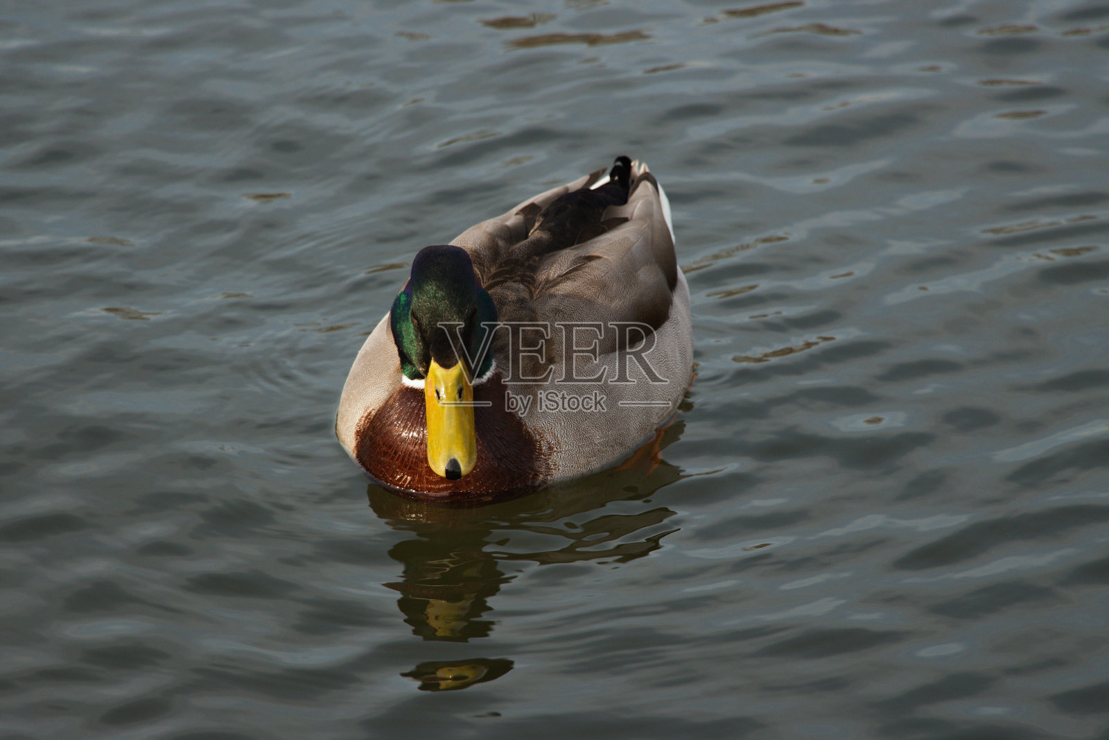 鸭-男性照片摄影图片