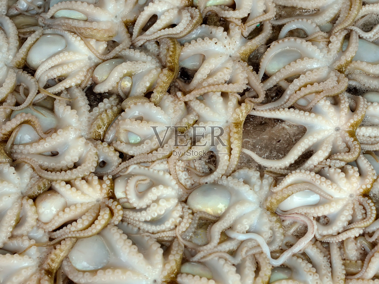 鲜鱿鱼照片摄影图片