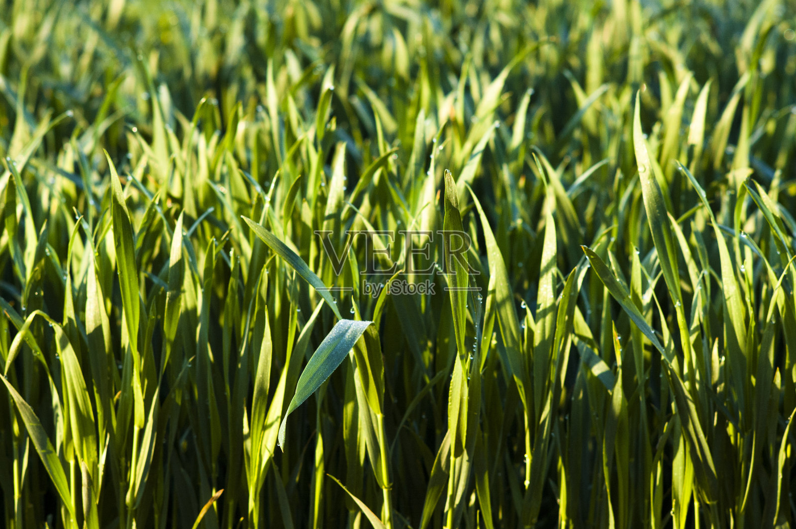 小麦3照片摄影图片