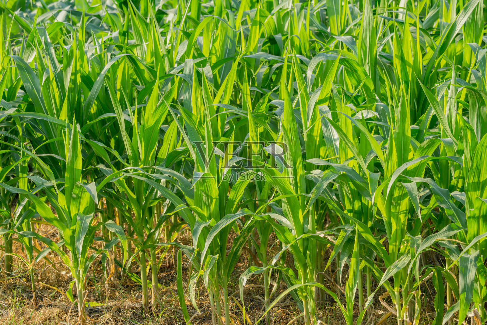 农园中的玉米田照片摄影图片