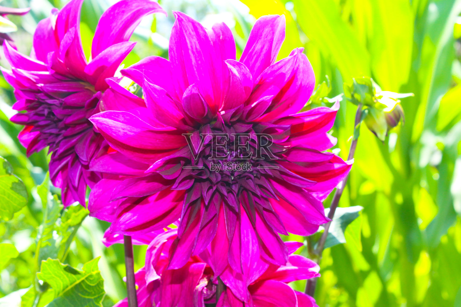 大丽花在花园里照片摄影图片