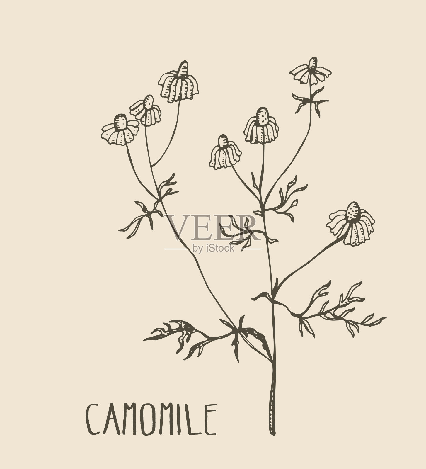 手绘甘菊。药用植物甘菊的矢量插图。插画图片素材
