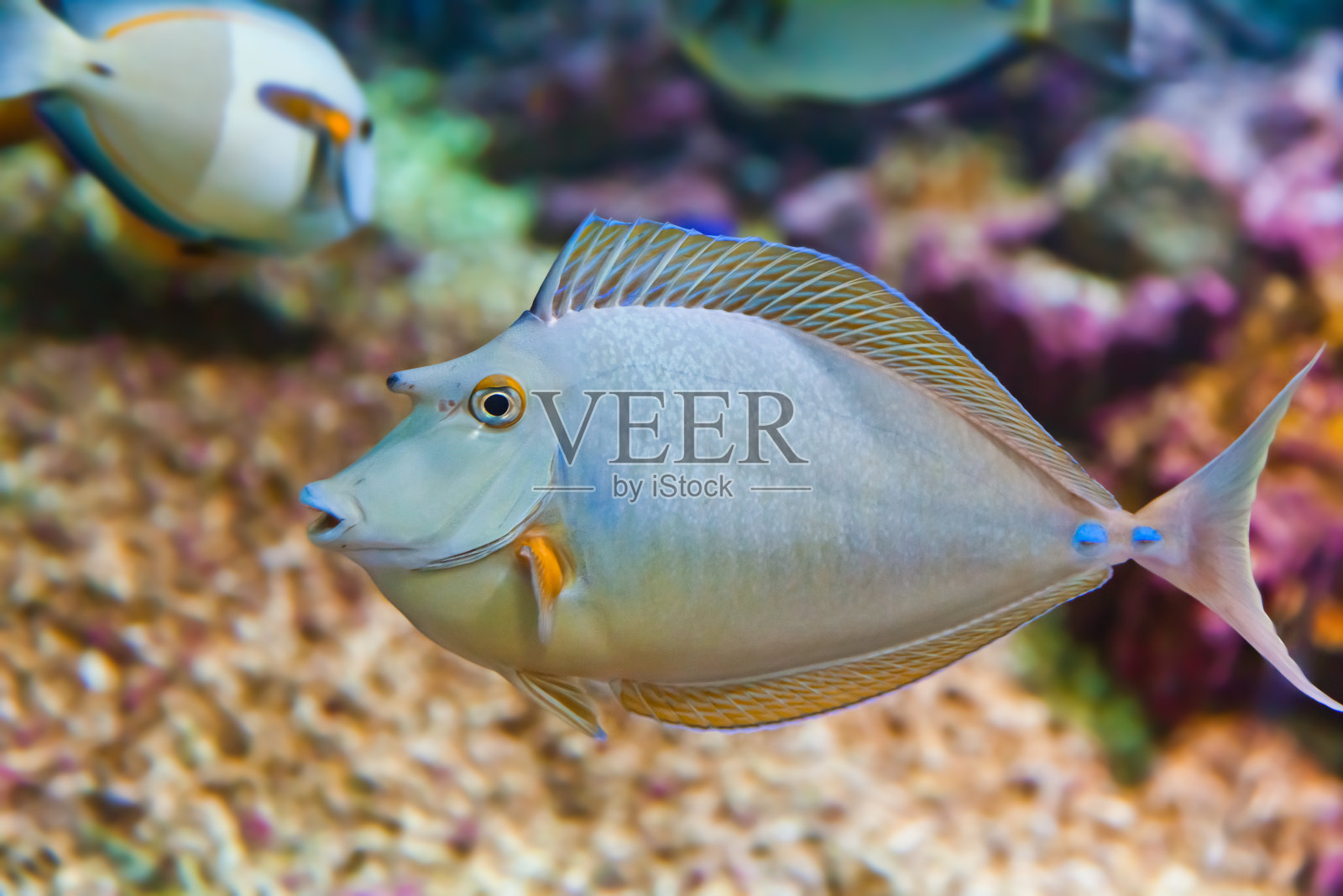 鱼类和珊瑚礁照片摄影图片