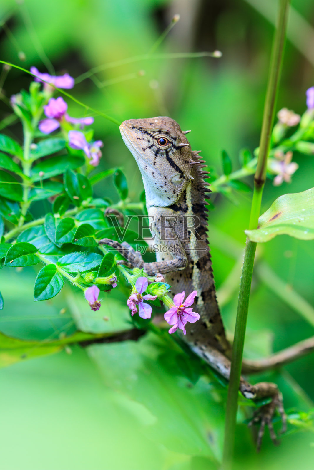 绿冠蜥照片摄影图片