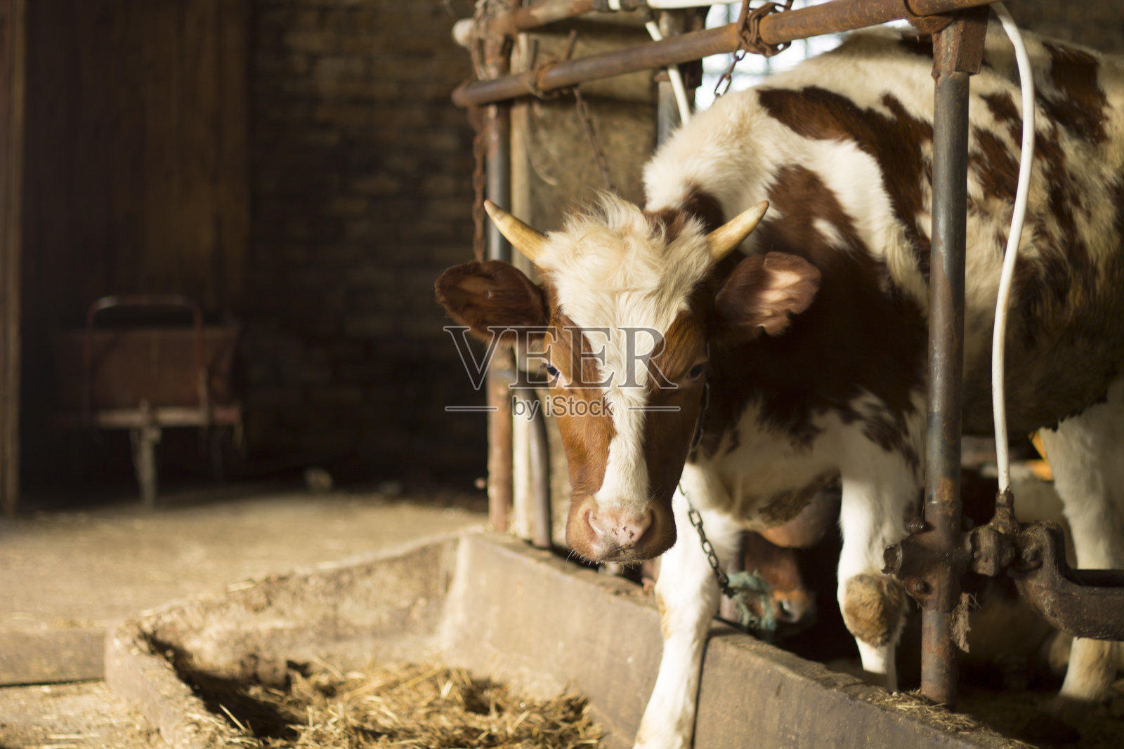 床旁的奶牛照片摄影图片
