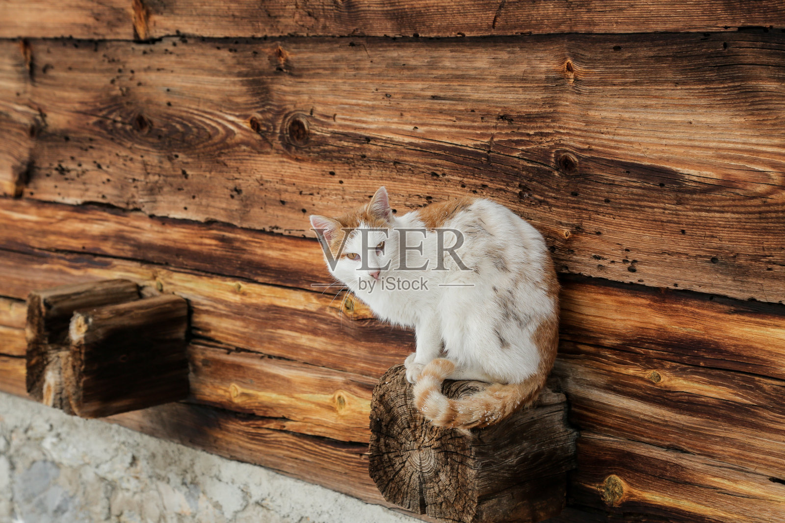 黄色眼睛的猫照片摄影图片