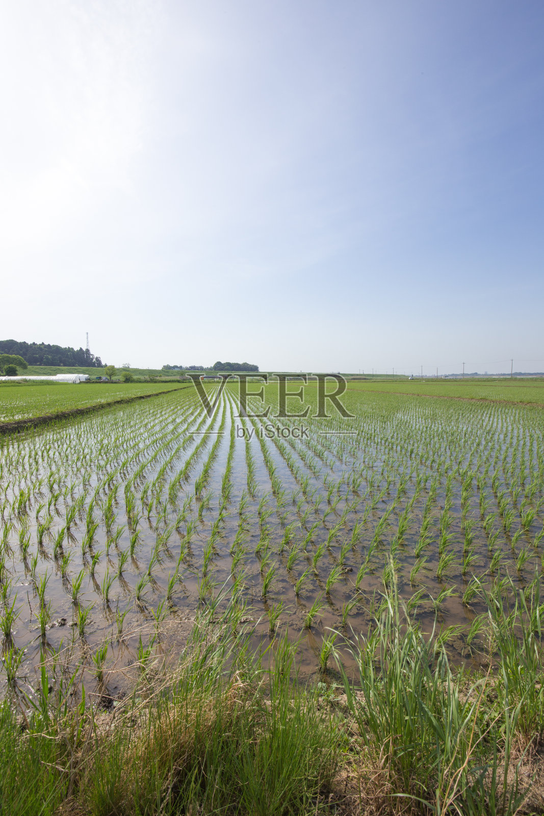 水稻种植后的稻田照片摄影图片