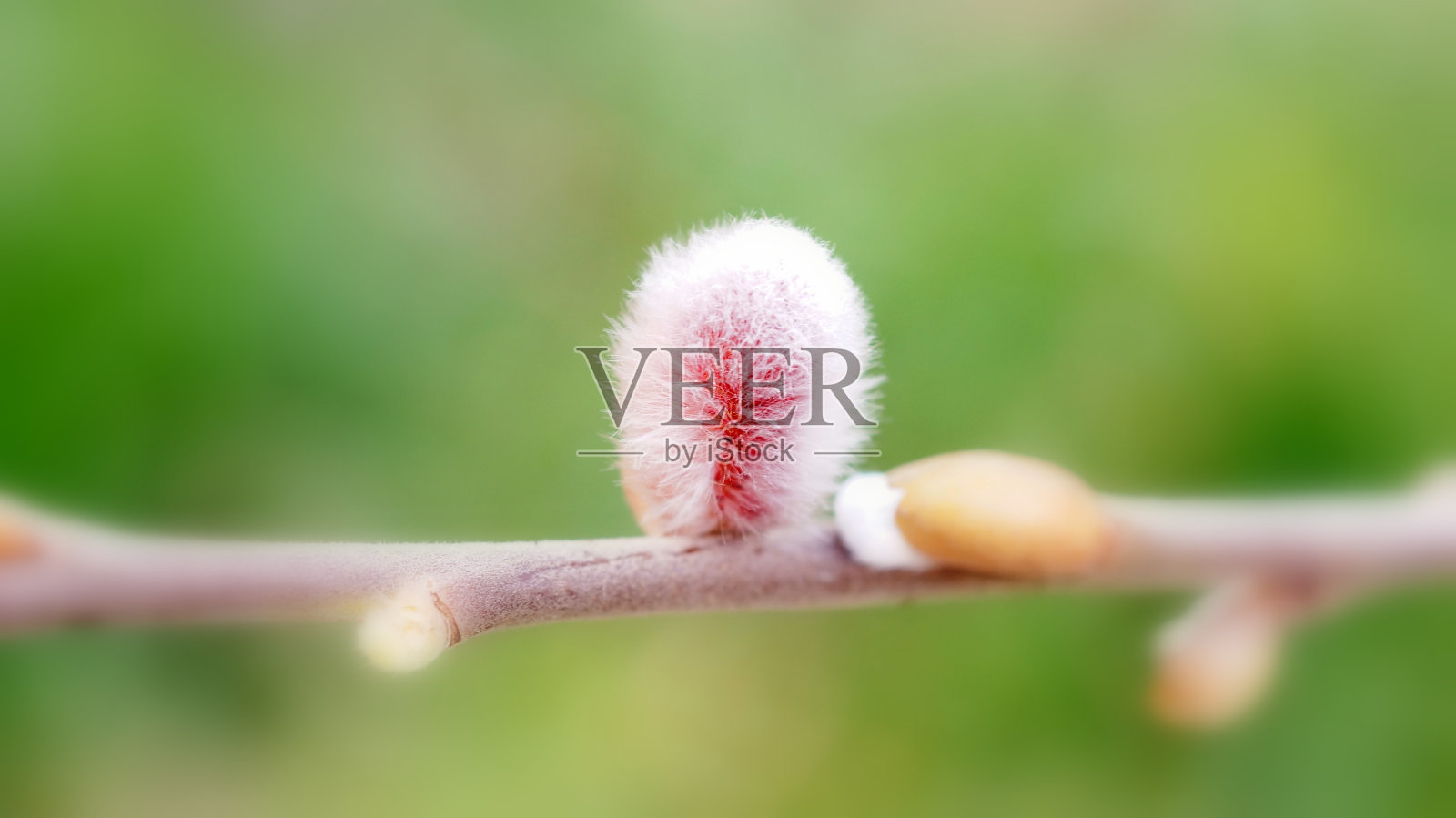 兔子三叶草照片摄影图片