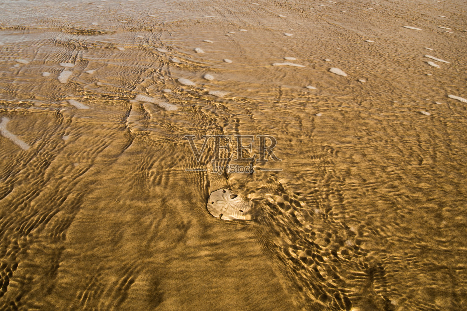 海星海滩照片摄影图片