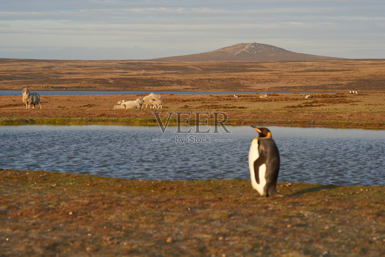 绵羊农场上的帝企鹅照片摄影图片