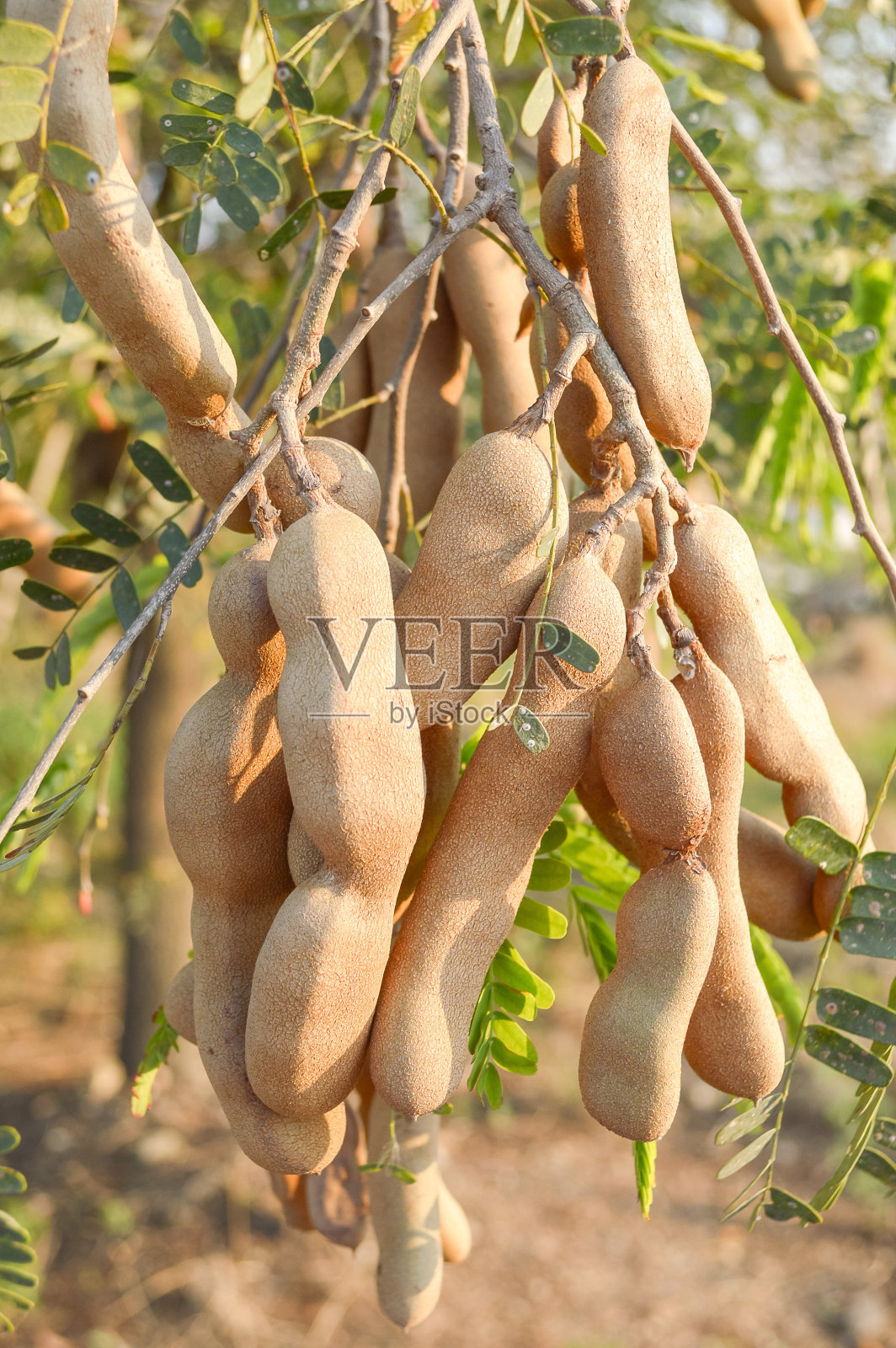 罗望子树照片摄影图片