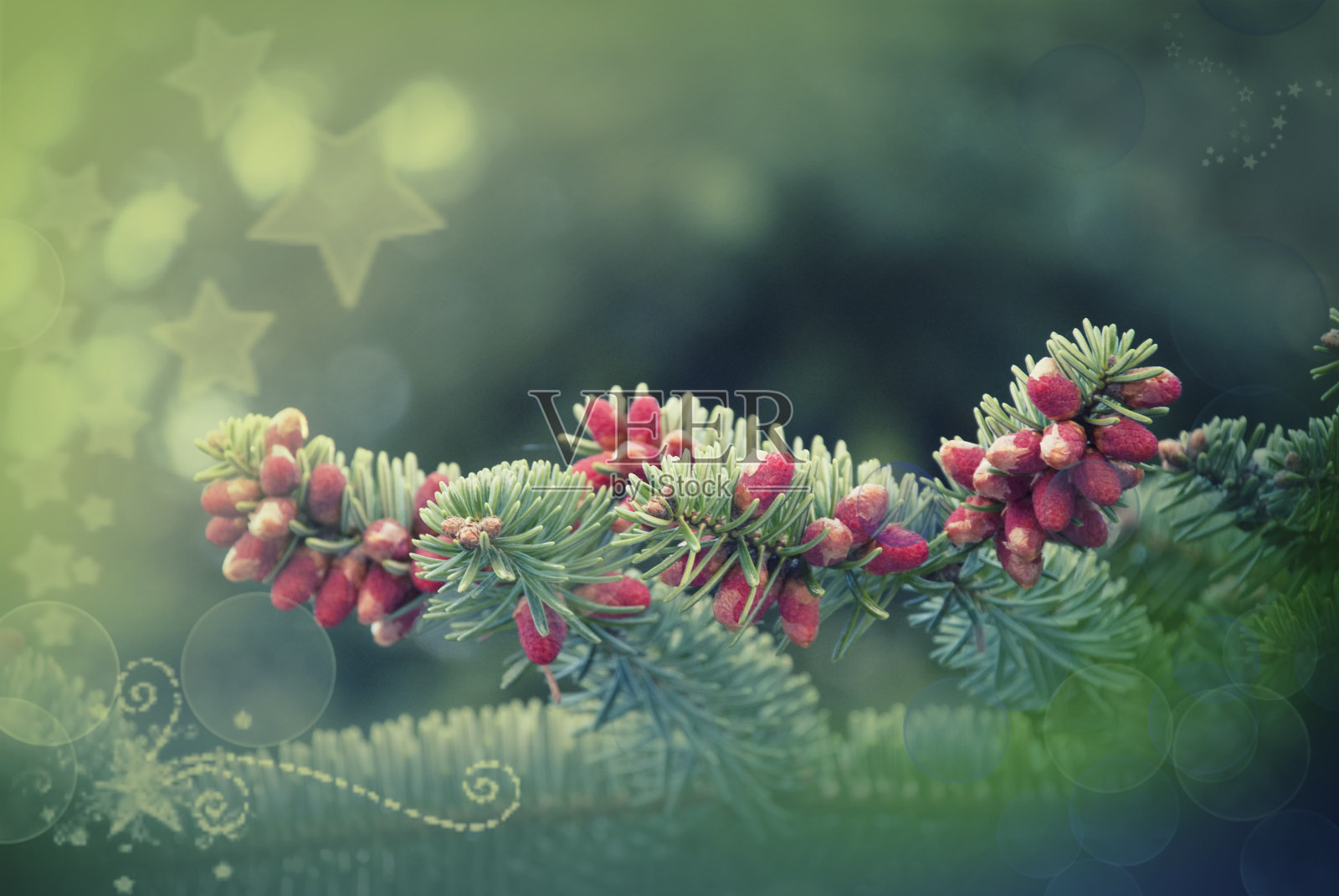 松树早午餐背景照片摄影图片