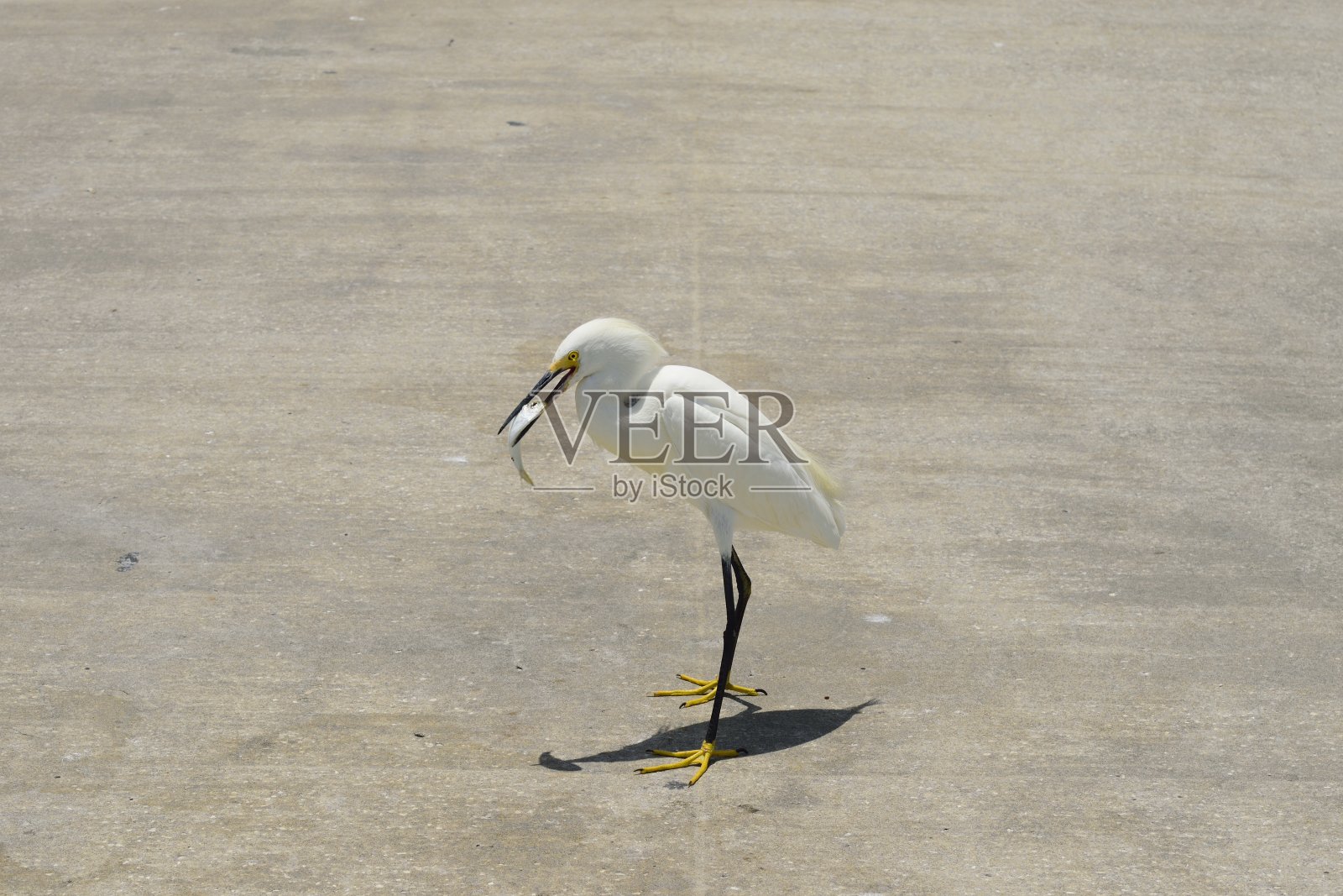 德索托堡公园的白鹭照片摄影图片