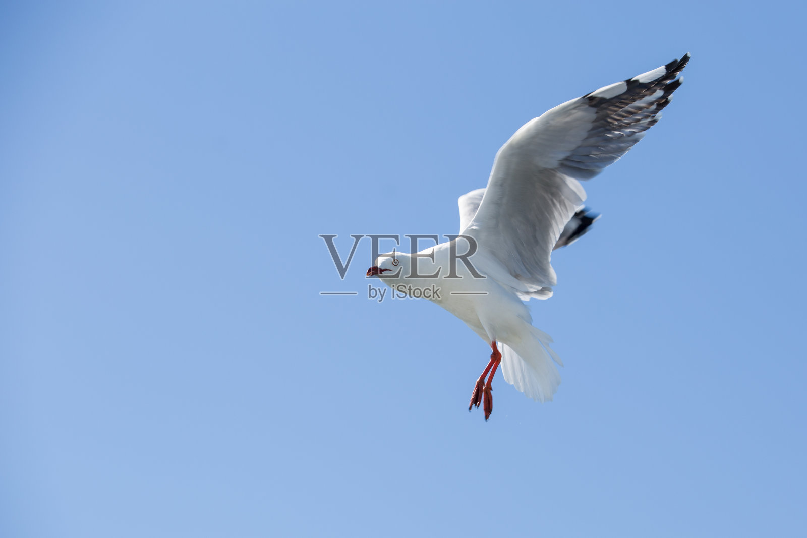 银鸥照片摄影图片
