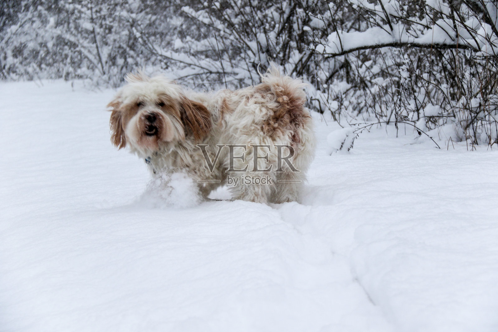 在雪中玩耍照片摄影图片