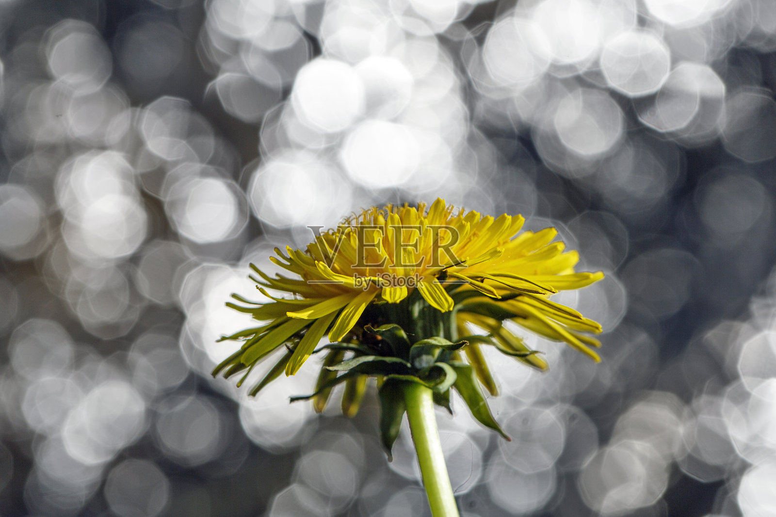 蒲公英照片摄影图片