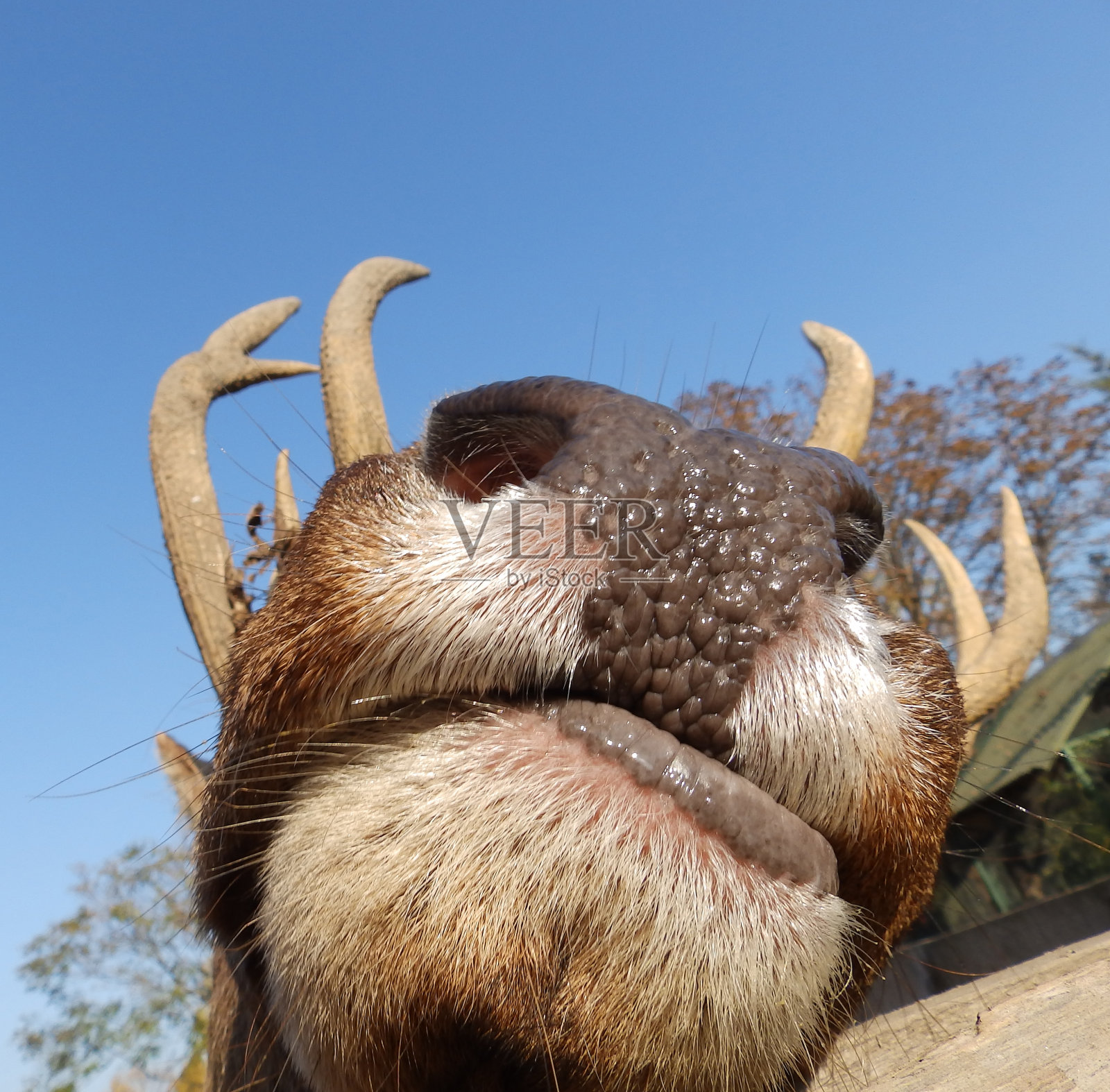 巴克的嘴照片摄影图片