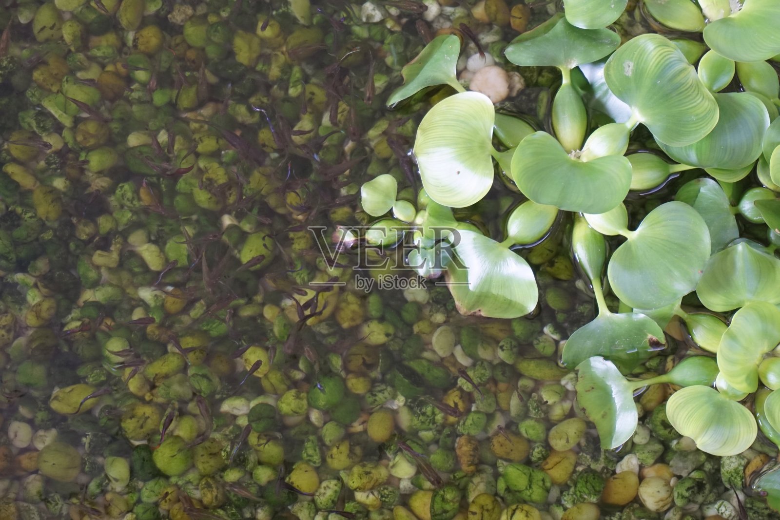 靠近水葫芦照片摄影图片