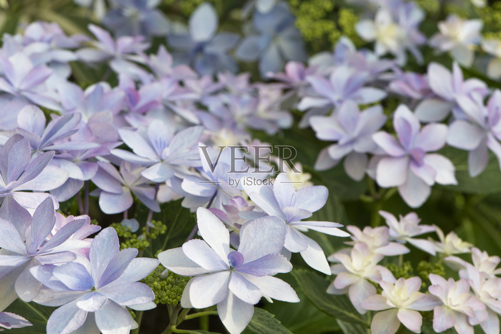 绣球花照片摄影图片