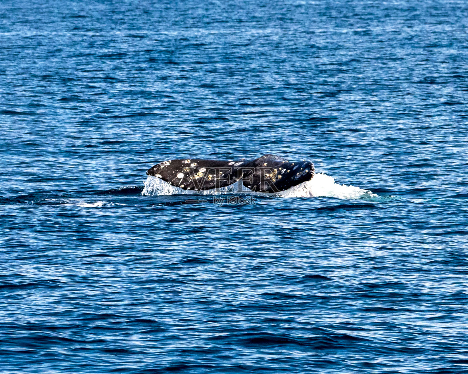 鲸鱼的尾巴照片摄影图片