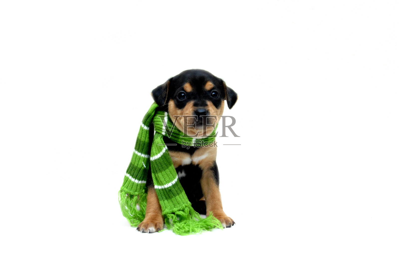 绝对逗人喜爱的照片摄影图片