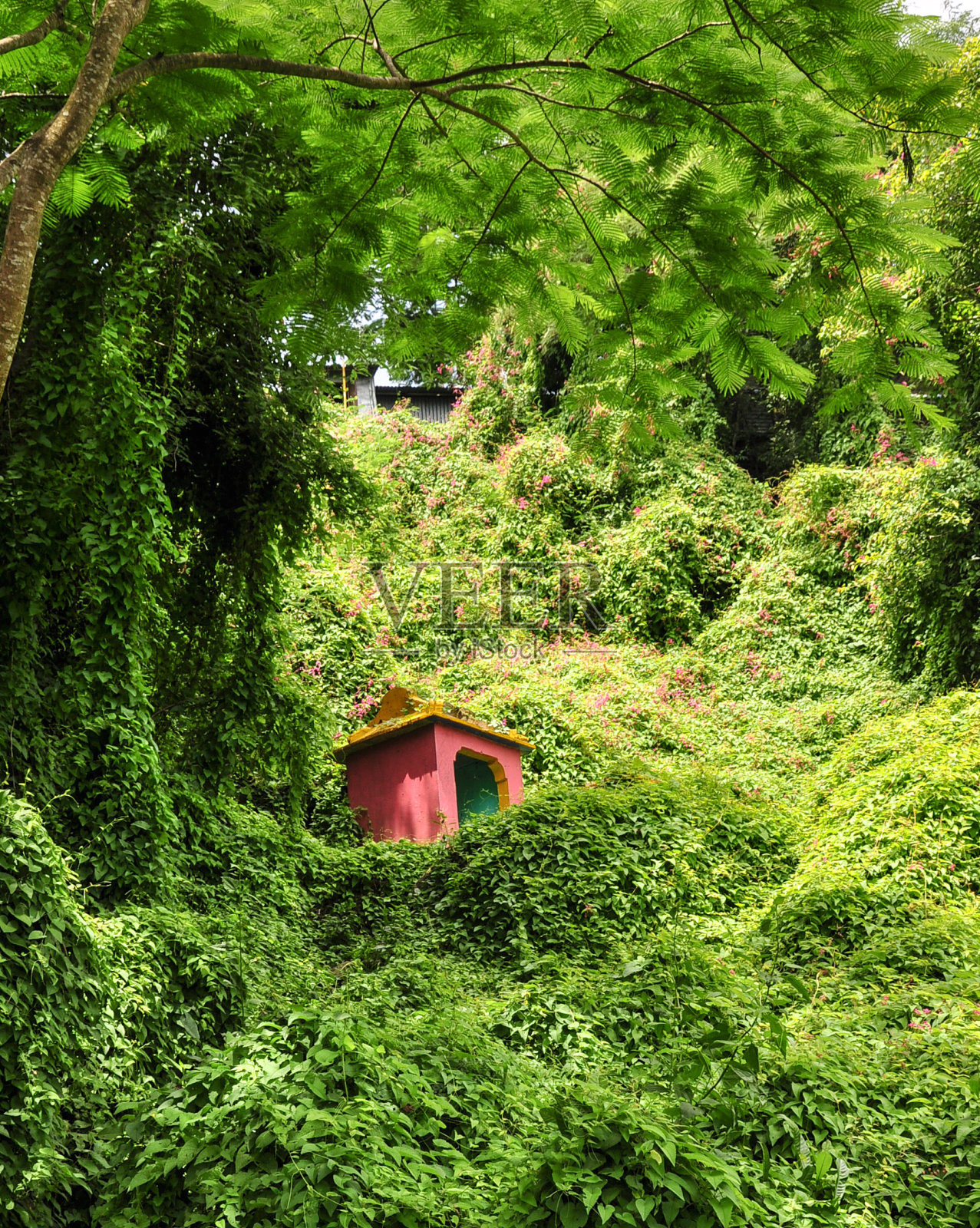 丛林中的小寺庙照片摄影图片